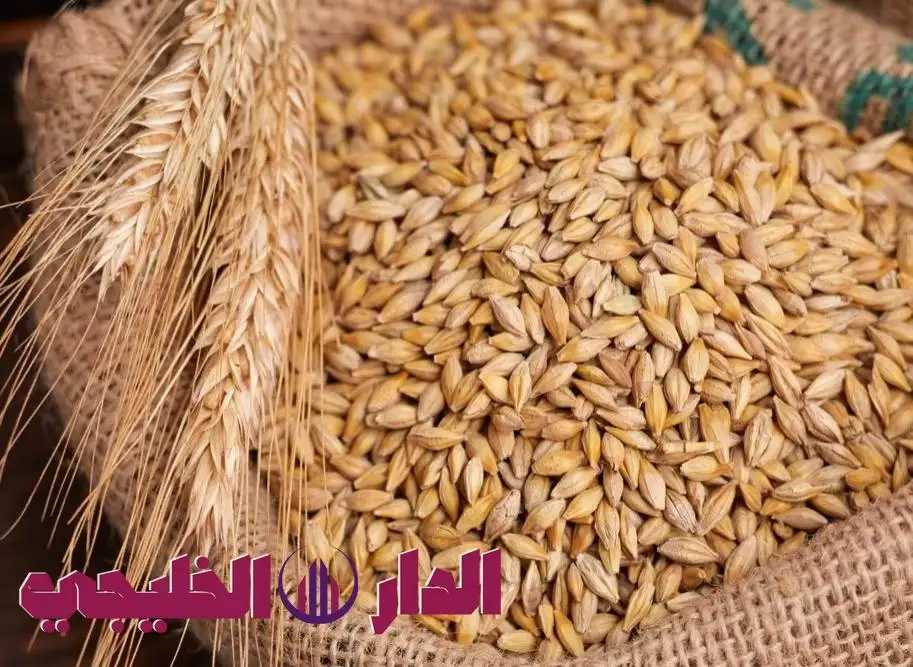     هل تعلم أن الشعير له فوائد صحية مذهلة.. تعرف عليها  