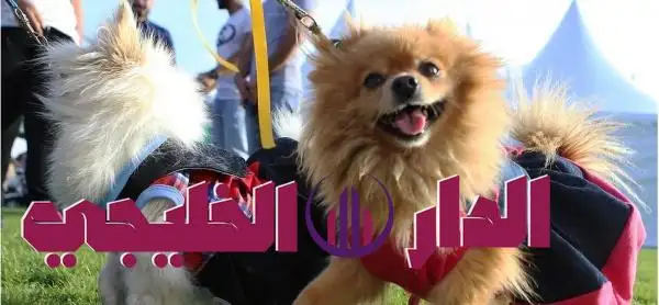     شركة عالمية تطلق أزياء خاصة للحيوانات الأليفة في الصين 