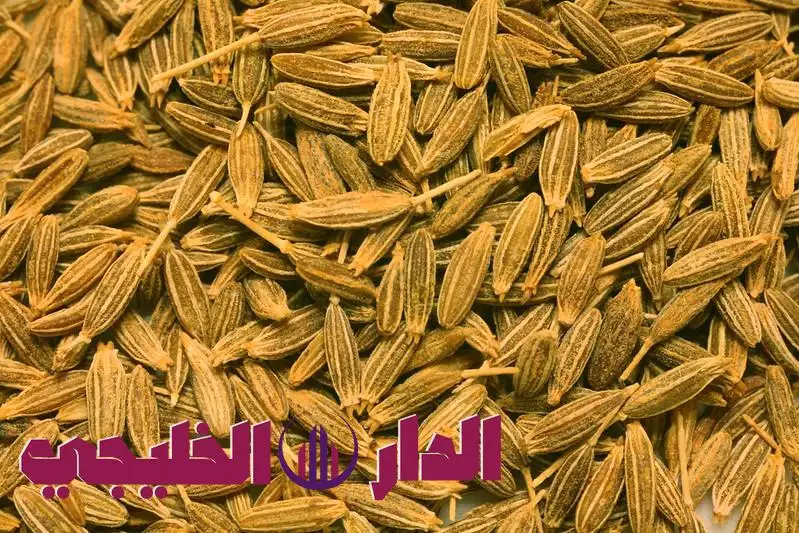     عشبة الكمون: الكنز الأخضر الرخيص الذي يحتاجه كل منزل 
