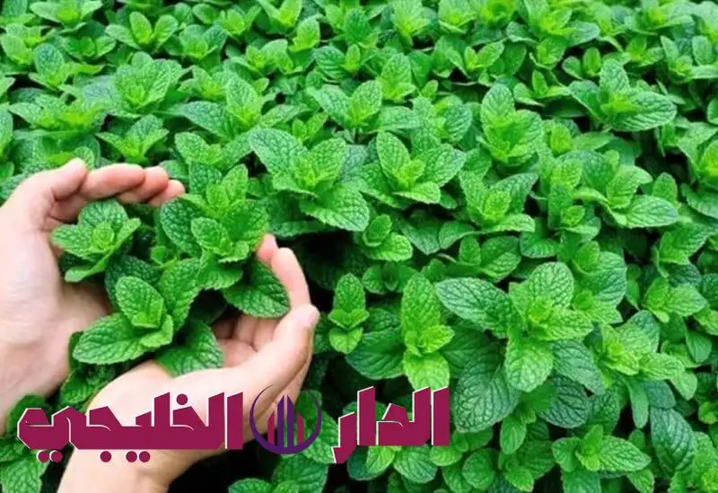     شعبه تنسف السكر 