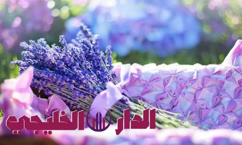     اللافندر 