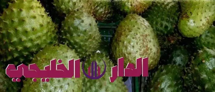     بقلة الرجلة.. سر الشفاء المخفي في البرية 