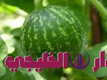     بذور القرع 