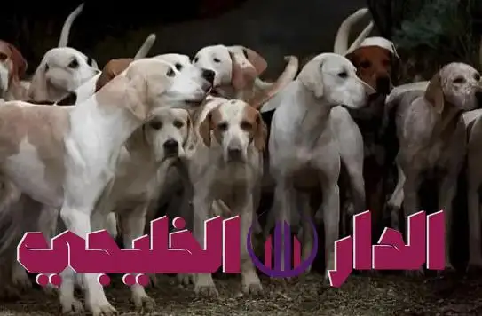     تحدي جديد يحير العقول.. هل تستطيع إيجاد النمر المختبئ قبل انتهاء 