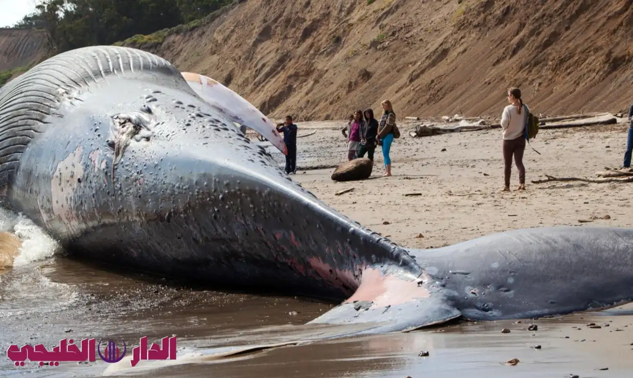     اكتشاف يهز عالم البحار.. حوت عملاق يزن 340 طن يعيد كتابة تاريخ ا 