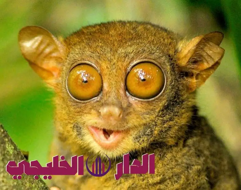     تعرف على أغرب حيوانات على الأرض وأماكن مشاهدتها حول العالم.. أبر 