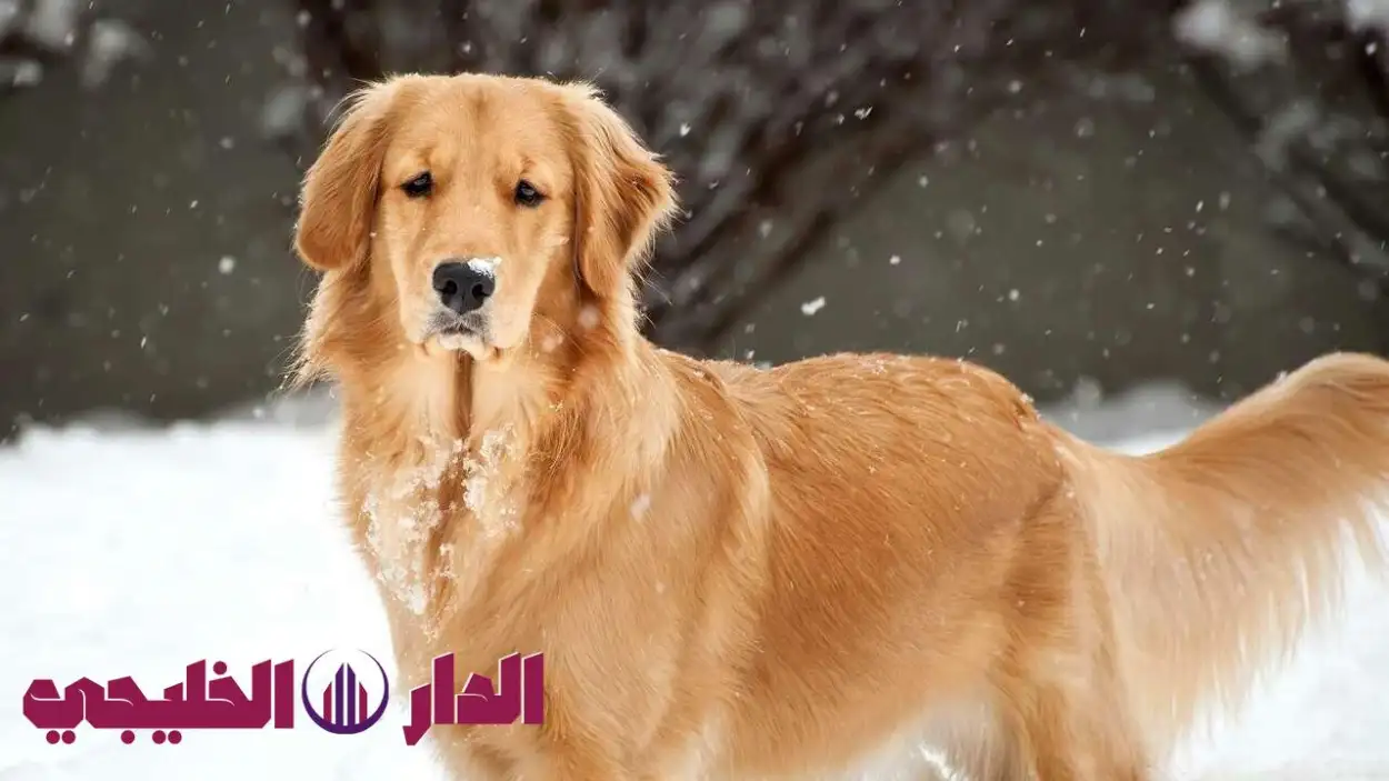     8 صفات في الكلاب تؤثر على الإنسان.. كيف يمكن لسلوك الكلاب أن يحس 